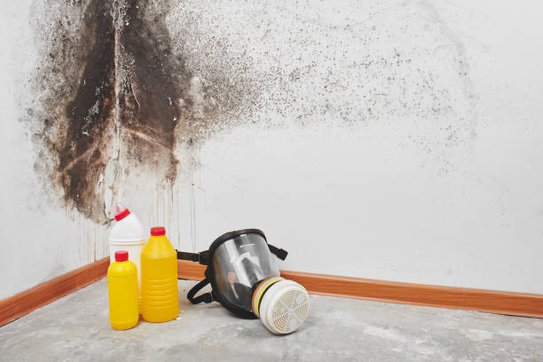 Best Mold Damage Restoration  in Mulvane, KS